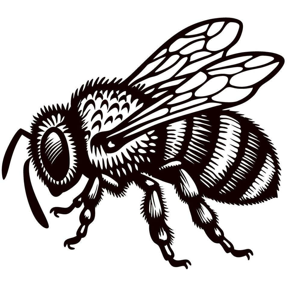 Detailed engraved illustration of a honey bee side view in vintage isolated on white background vector