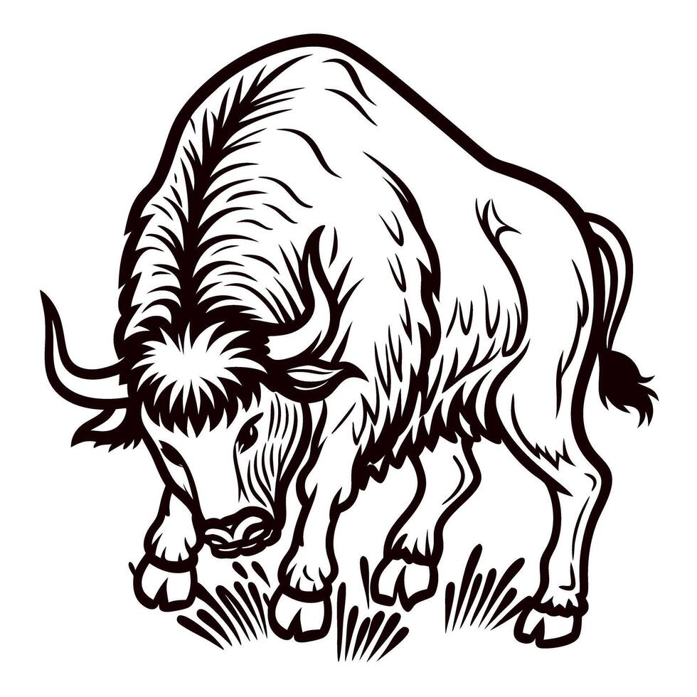 Powerful bison in aggressive pose vintage engraved illustration of wild animal charging with lowered head and detailed fur vector