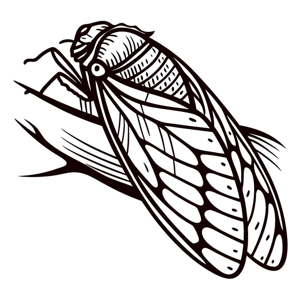 Engraved cicada insect illustration with open wings detailed black and white vintage etching drawing vector