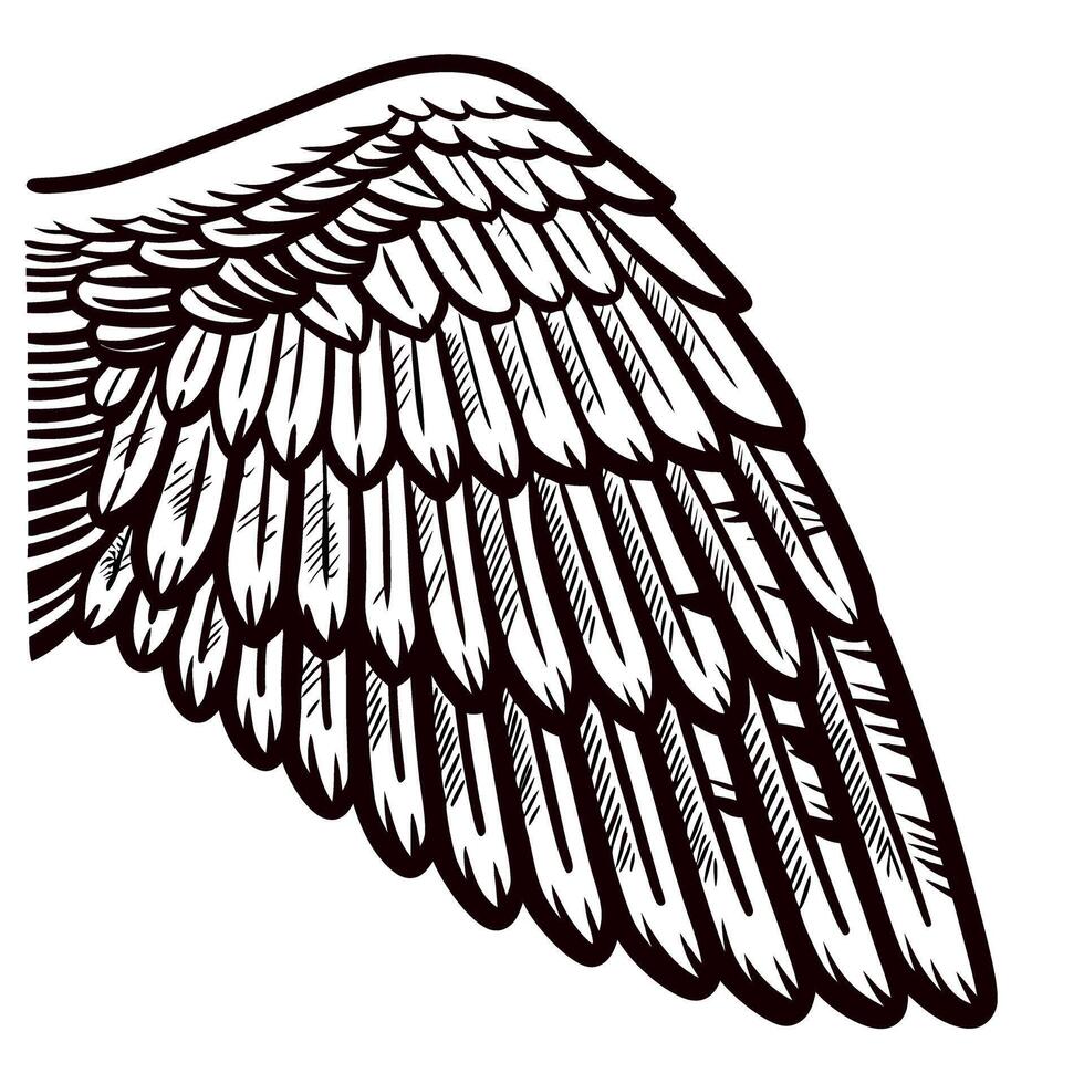 Detailed engraved angel wing illustration in vintage style, isolated on white background, intricate feather etching vector