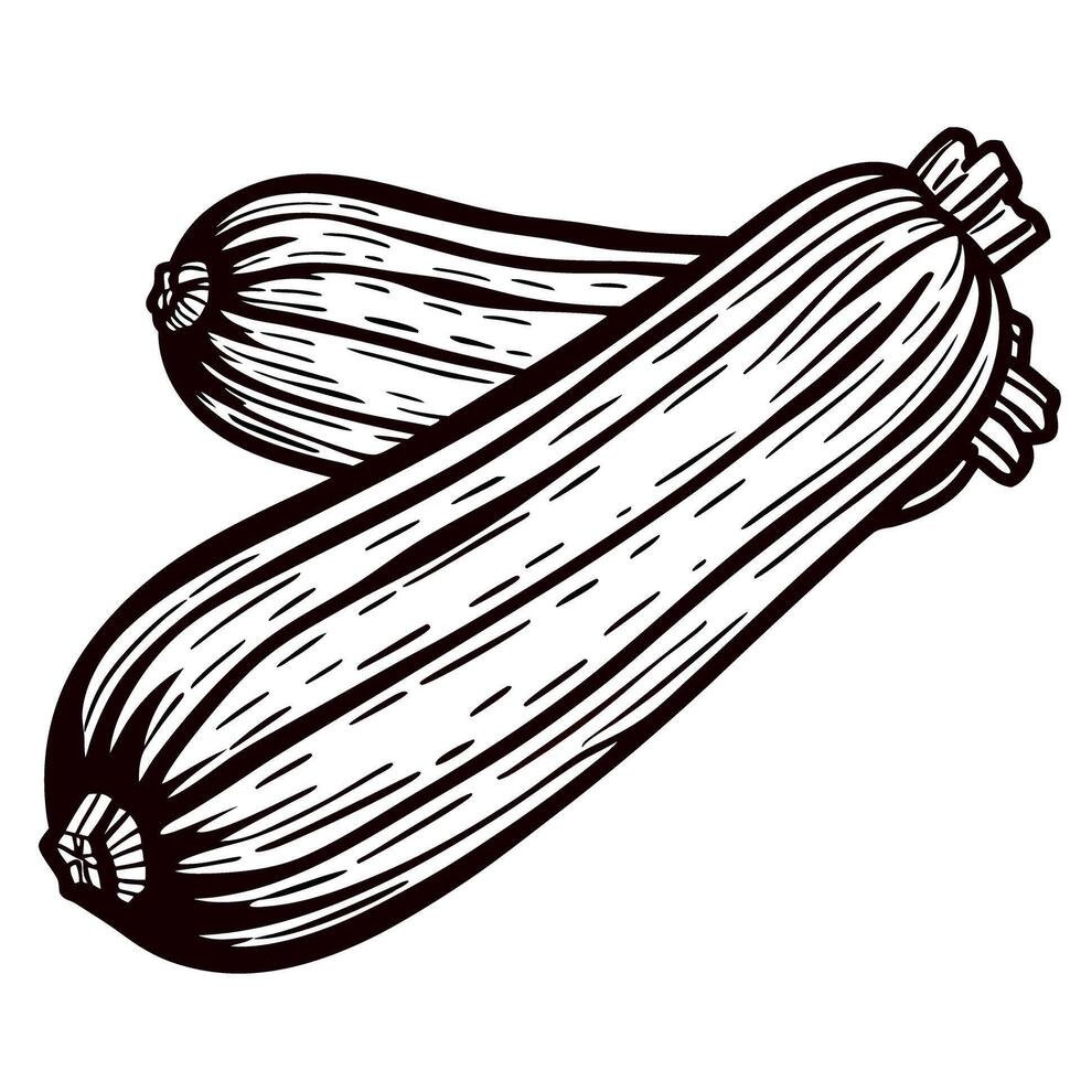 Vintage engraved zucchini illustration isolated on white background hand drawn vegetable sketch vector