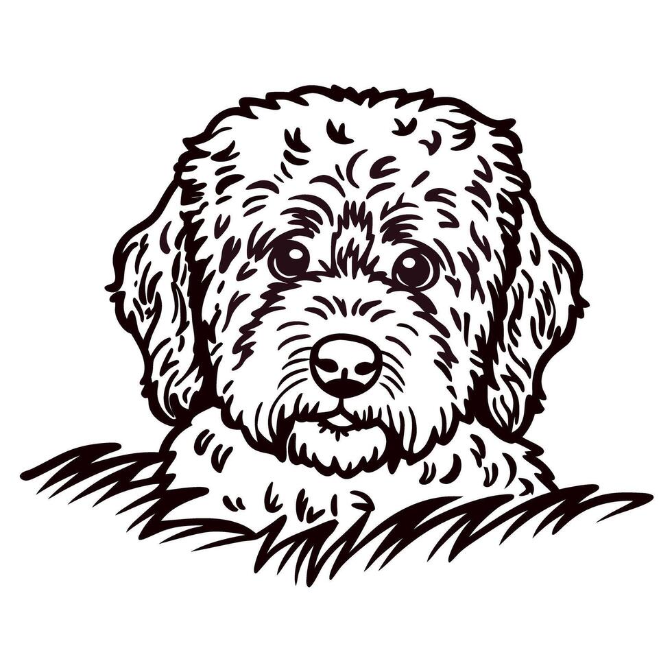 Hand drawn labradoodle dog head illustration with curly fur and friendly expression isolated on white background vector