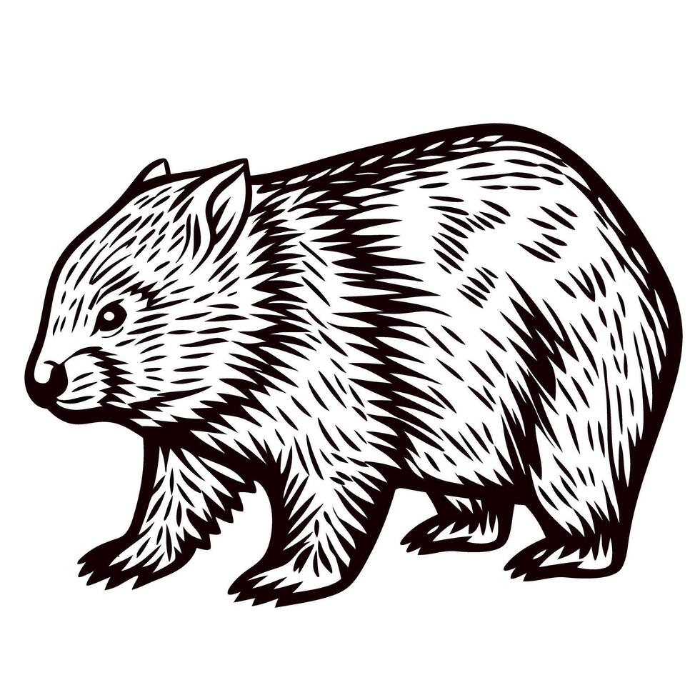 Hand drawn illustration of a wombat in vintage engraved etching isolated on white background vector