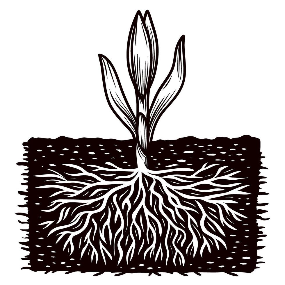 Botanical illustration of young plant sprout with detailed root system and seedling leaves in soil cross section vector