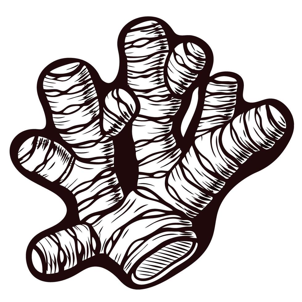 Hand drawn ginger root with detailed engraved lines isolated on white background for botanical illustration vector