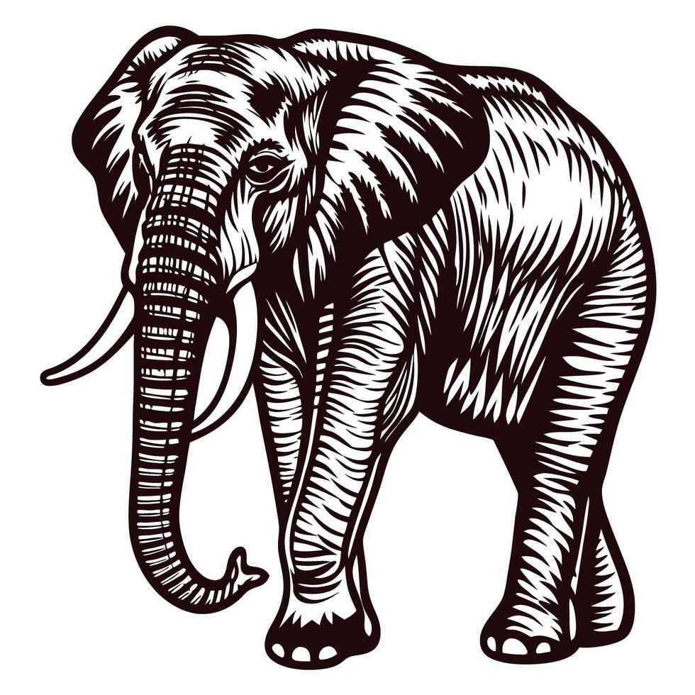Hand drawn engraved elephant illustration in vintage with detailed black lines on white background vector