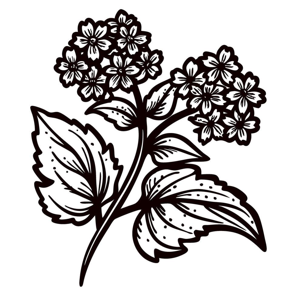 Hand drawn botanical illustration of blooming hydrangea branch with leaves and detailed flowers in vintage engraving vector