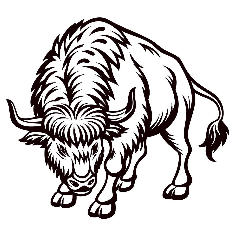 Strong charging wild bison drawing in vintage engraved isolated on white background vector