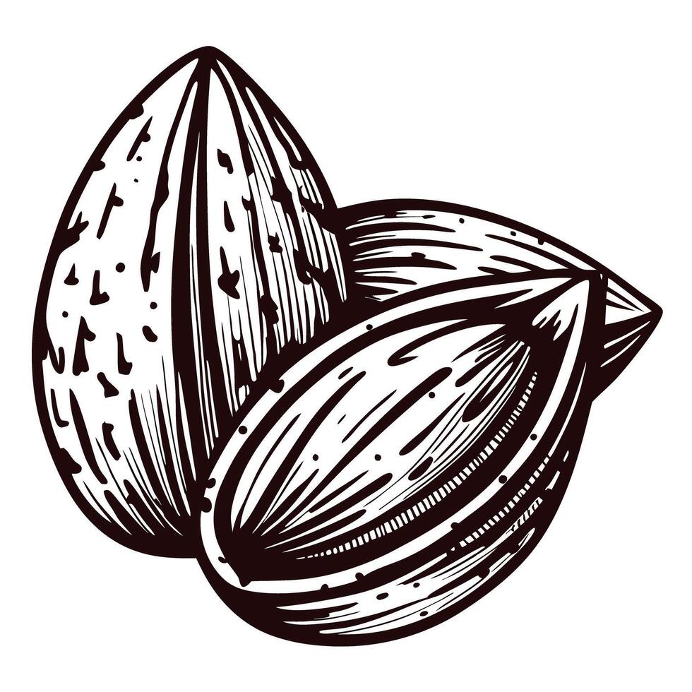 Hand drawn almond nuts in vintage engraving illustration isolated on white background vector