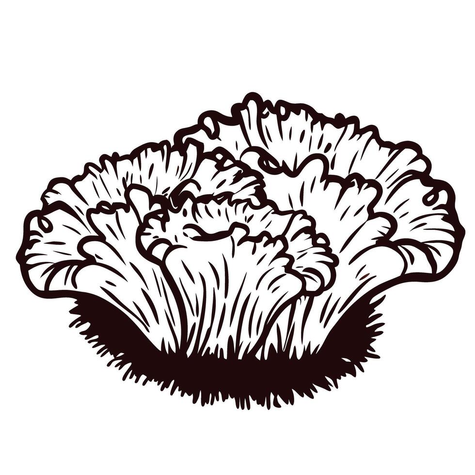 Black and white line drawing of a coral like lettuce vector