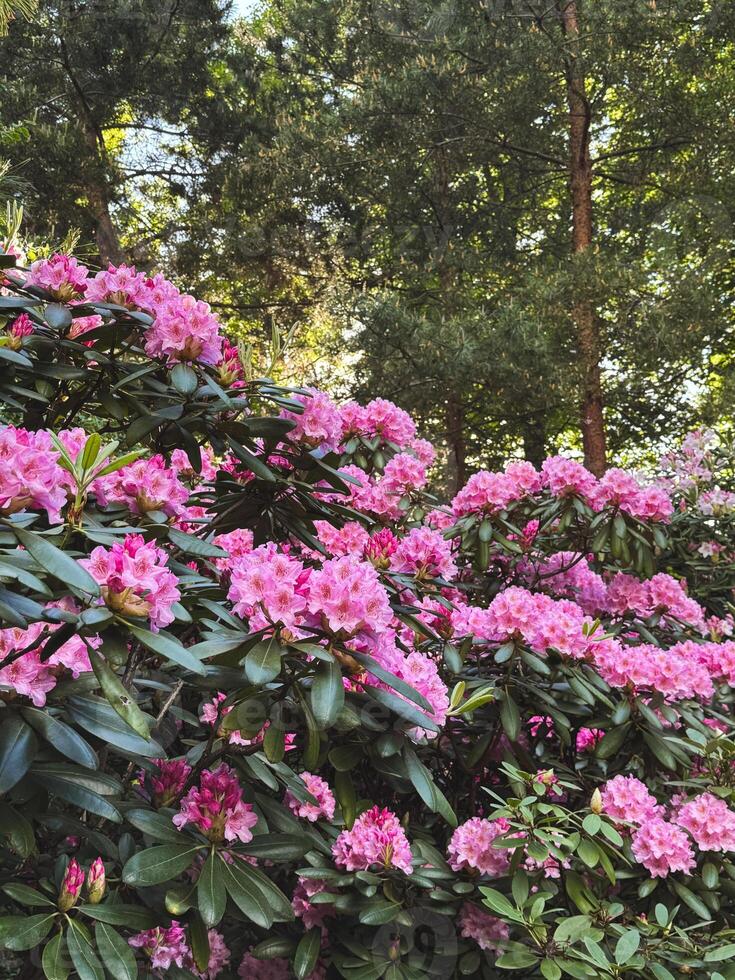Vibrant pink rhododendrons bloom in a lush green garden during spring photo