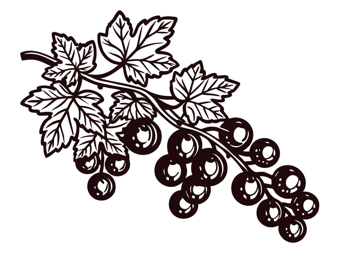 Hand drawn black currant branch with leaves and ripe berries isolated on white background illustration vector