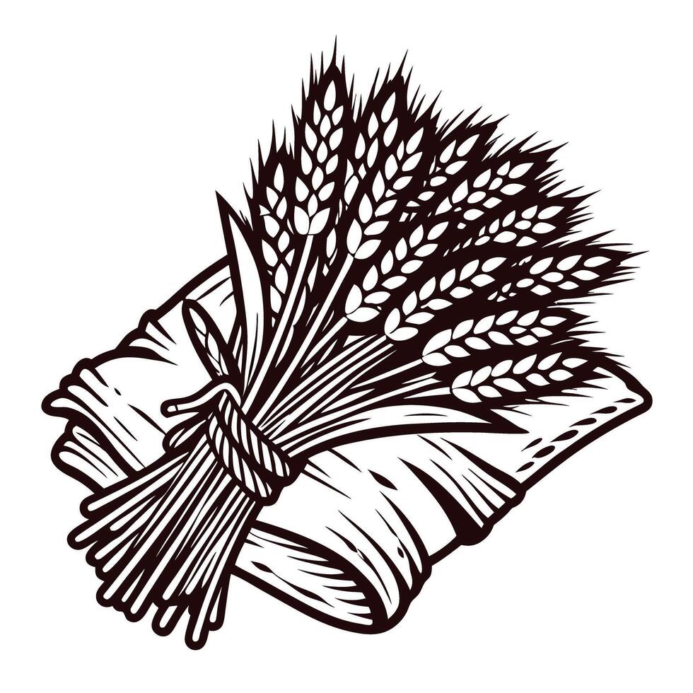 Hand drawn bundle of wheat ears tied together vintage engraved botanical illustration isolated on white background vector