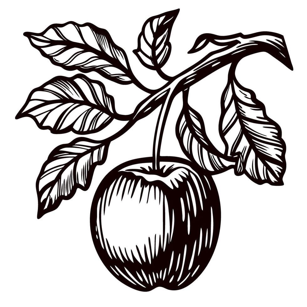 Detailed hand drawn illustration of apple fruit with leaves on branch isolated on white background, vintage engraving vector