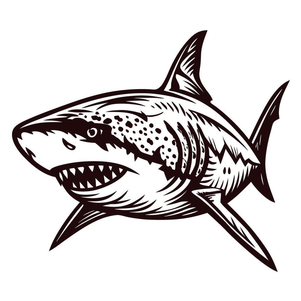 Hand drawn great white shark illustration in vintage engraving isolated on white background vector