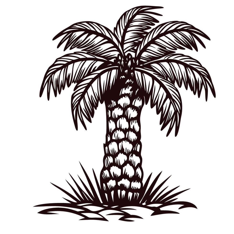 Hand drawn palm tree with detailed trunk and leaves isolated on white background vintage engraving botanical illustration vector