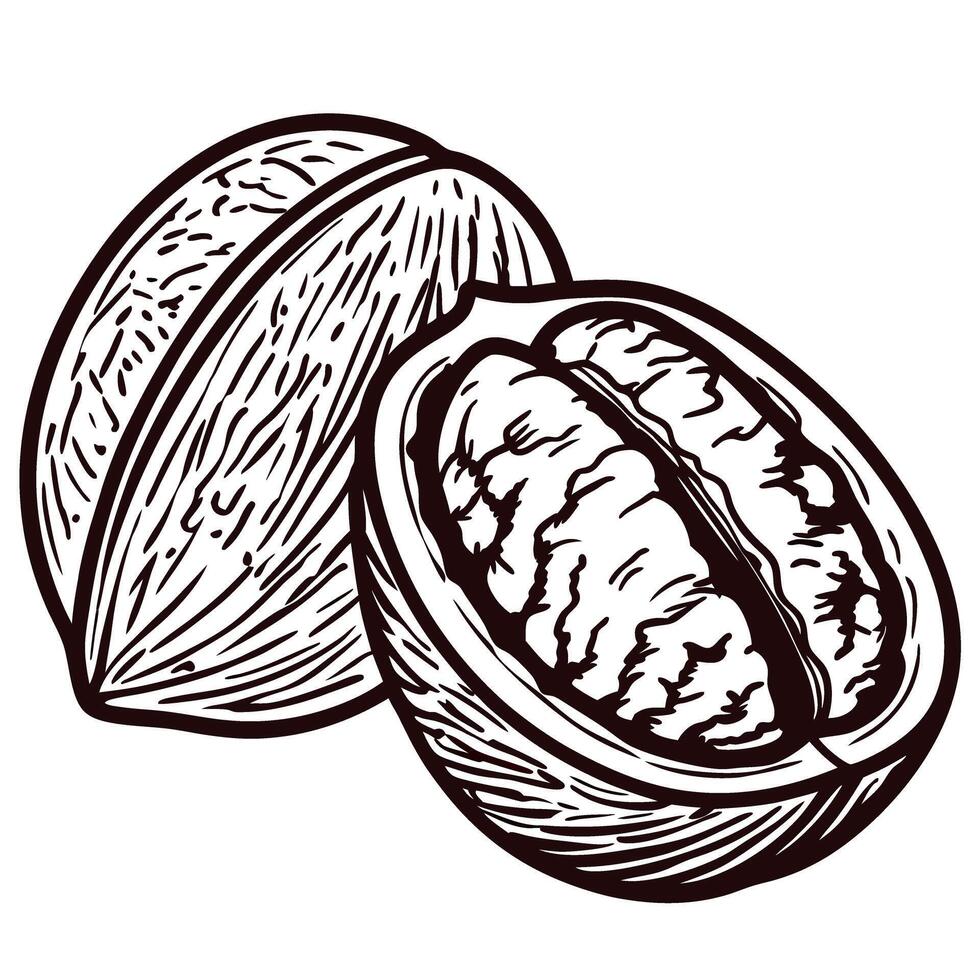 Hand drawn walnut in engraved vintage style, detailed nut and shell illustration on isolated white background vector