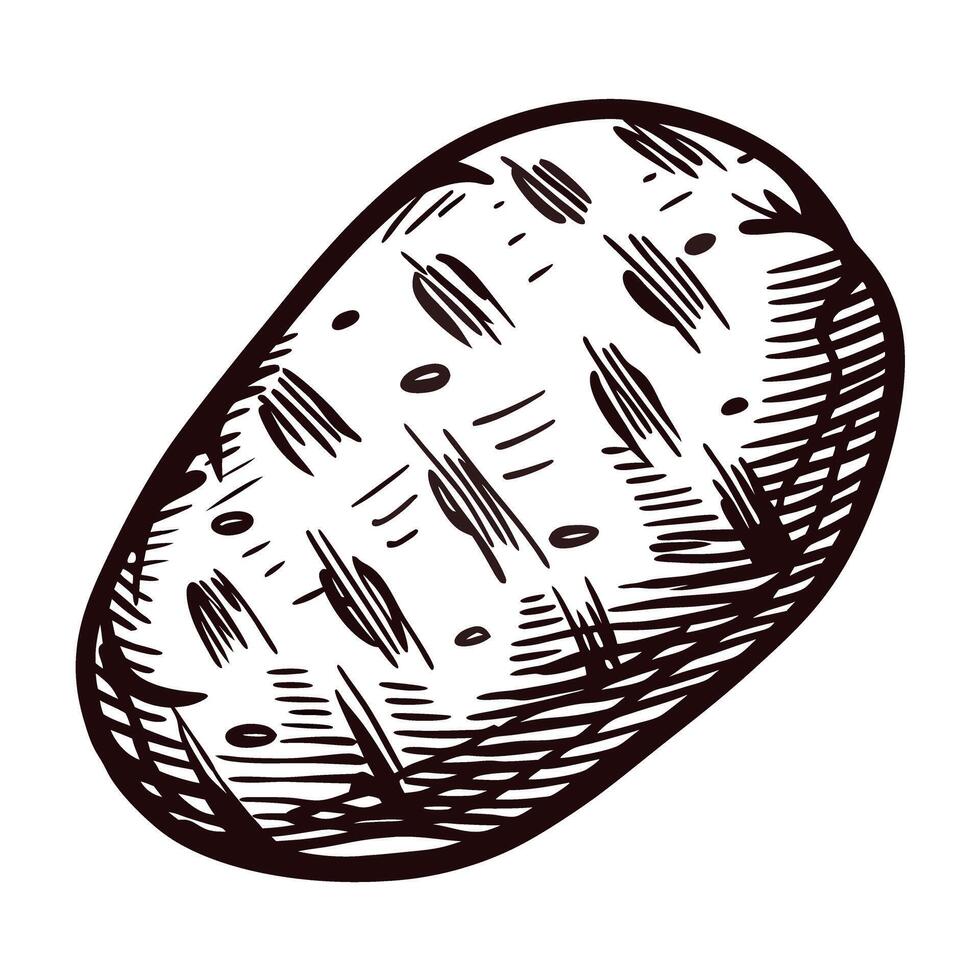 Hand drawn potato isolated on white background vintage engraved sketch illustration of a raw tuber vector