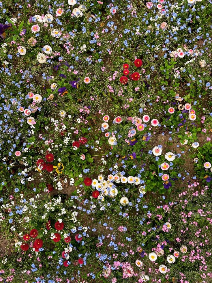 Delicate simple flowers in spring on a flower bed in the park. Close-up of flowers photo
