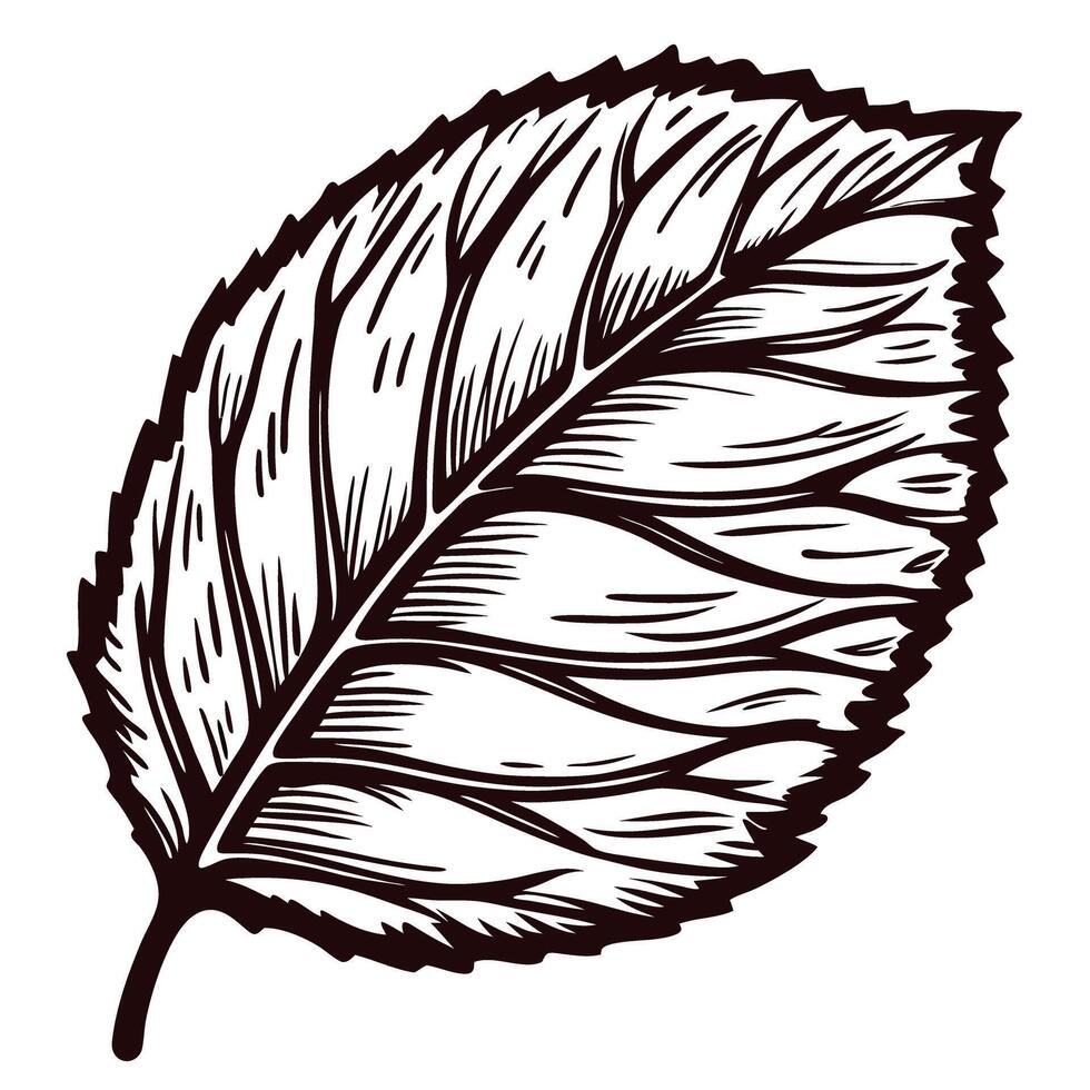 Hand drawn detailed leaf isolated on white background botanical vintage illustration with visible veins and serrated edges vector