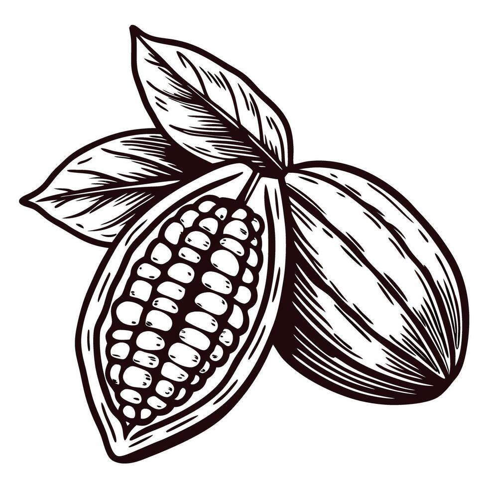 Hand drawn cocoa pod with beans and leaves in engraved botanical isolated on white background vector
