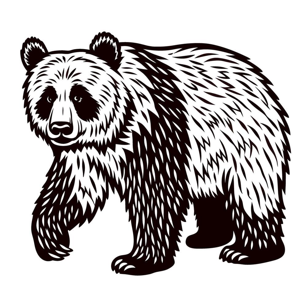 Detailed black and white engraved illustration of a standing bear with thick fur and strong build vector