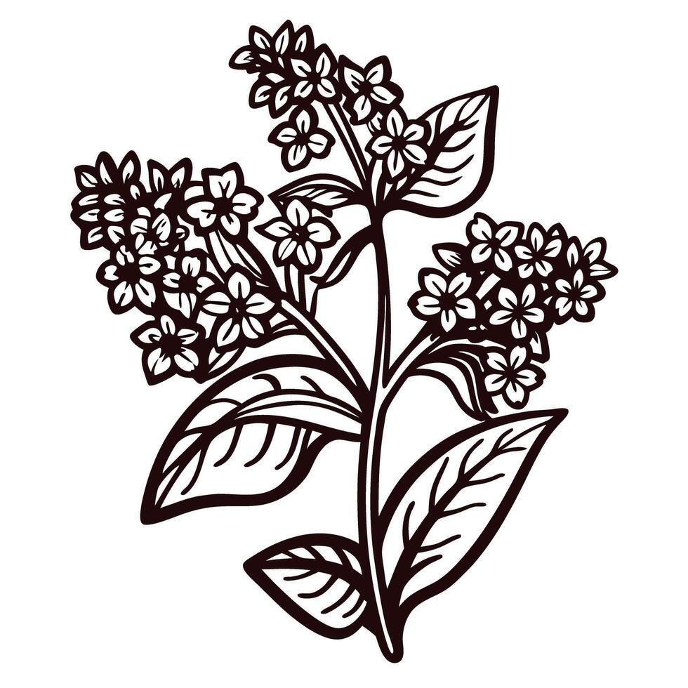 Hand drawn botanical illustration of blooming buckwheat plant with detailed leaves and small flowers isolated on white vector