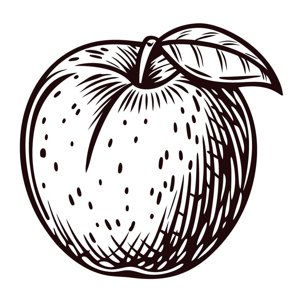 Hand drawn apple with leaf isolated on white background vintage engraved botanical fruit illustration vector