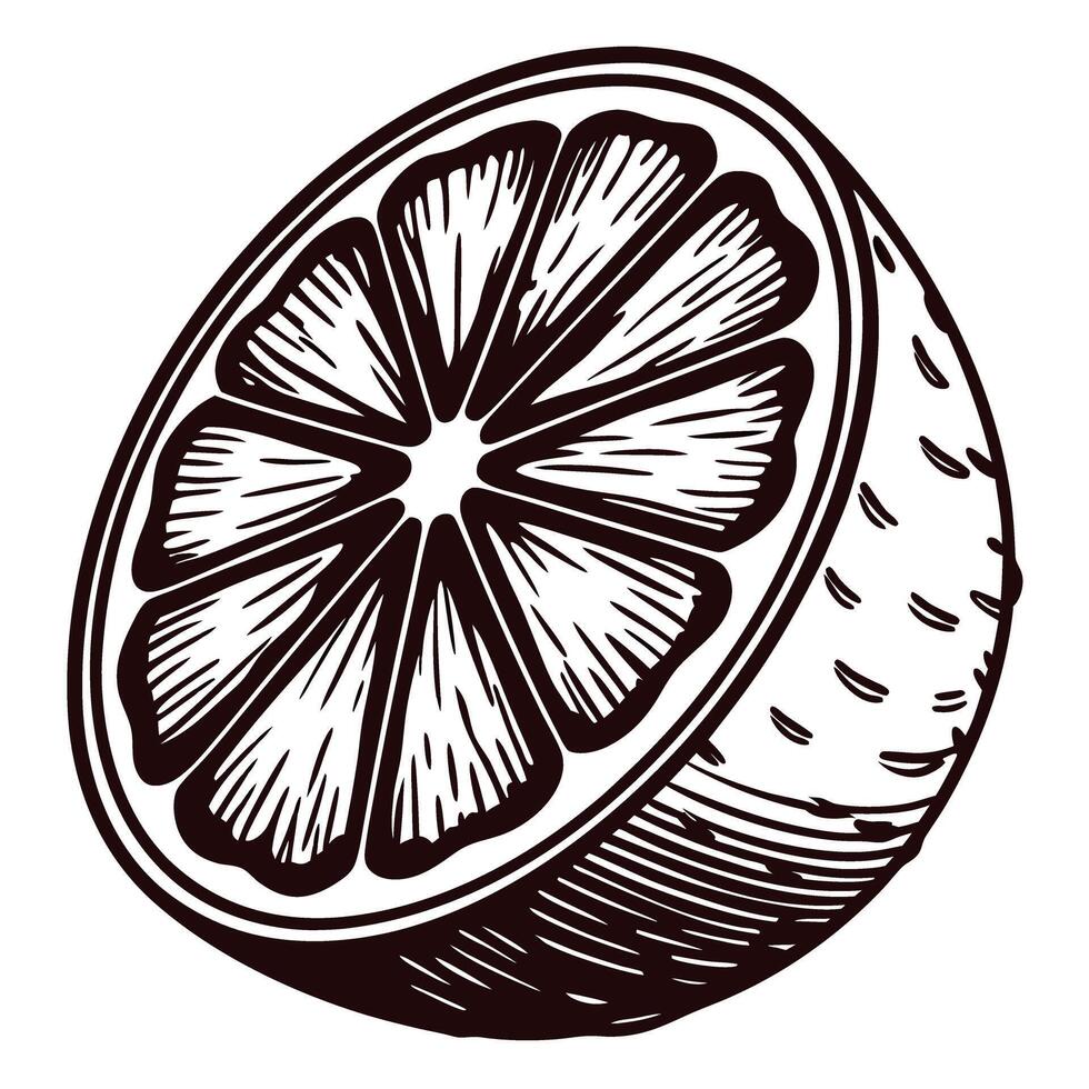 Engraved vintage illustration of citrus fruit half with detailed pulp and textured rind isolated on white background vector