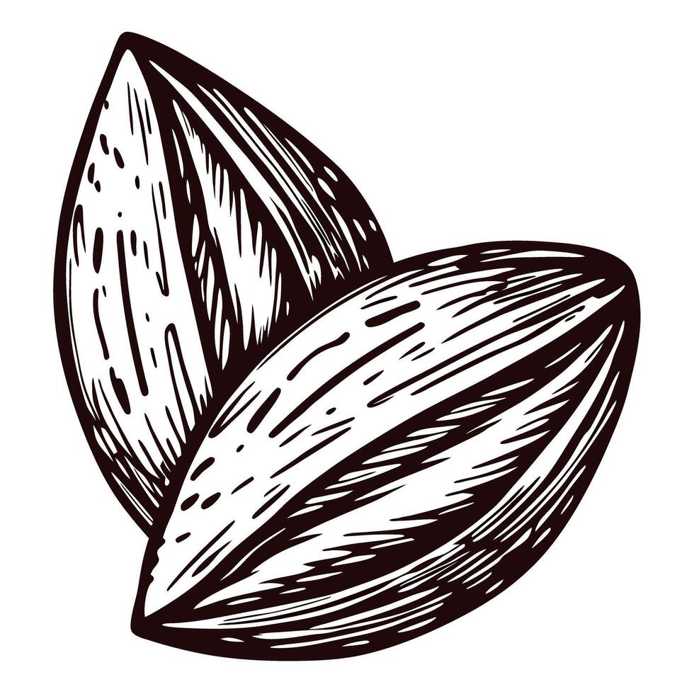 Hand drawn almond nuts illustration isolated on white background vintage engraving healthy food design vector