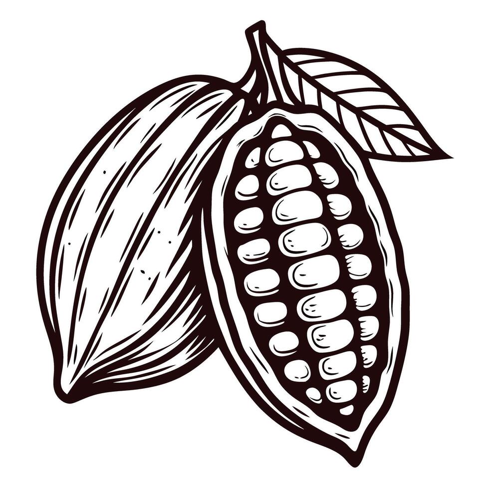 Hand drawn cocoa pod with beans and leaf vintage botanical illustration in engraved sketch vector