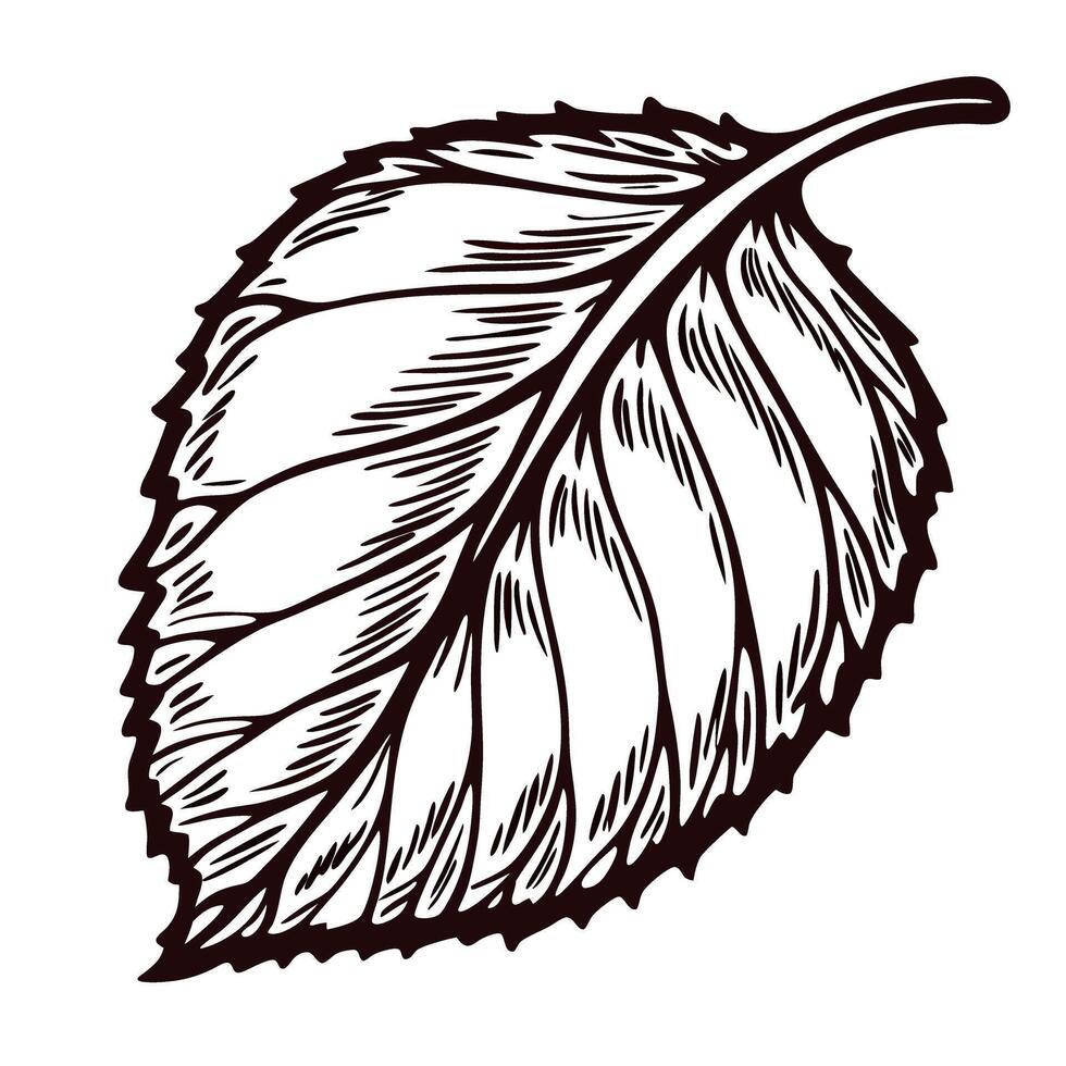 Detailed hand drawn sketch illustration of isolated leaf with intricate veins and bold black outline on white background vector