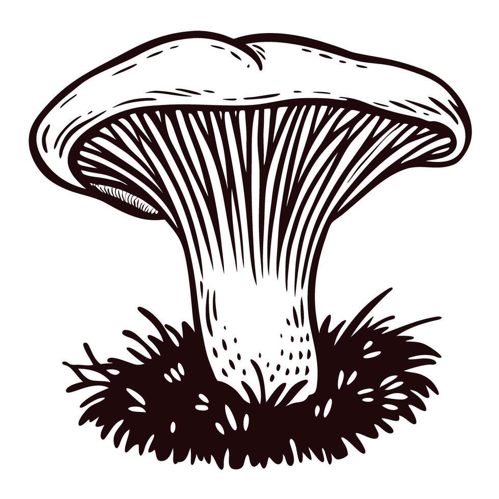 Vintage engraved drawing of a wild chanterelle mushroom growing in grass isolated on white background vector