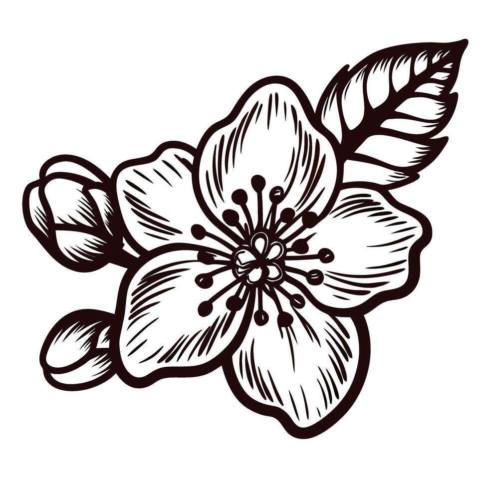 Detailed hand drawn cherry blossom flower with buds and leaf in vintage engraving black and white illustration vector