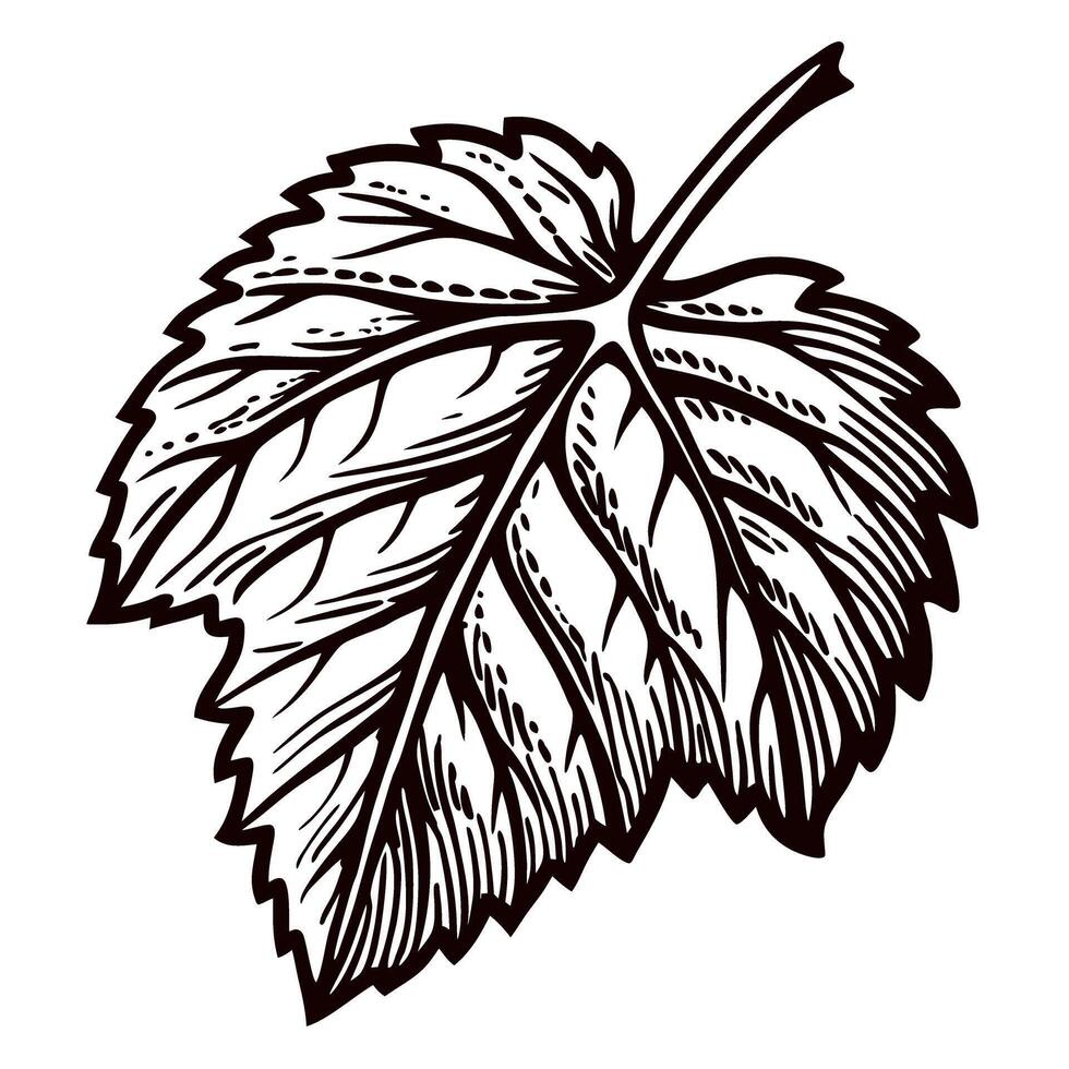 Engraved detailed birch leaf illustration in black and white, hand drawn botanical sketch with intricate veining vector
