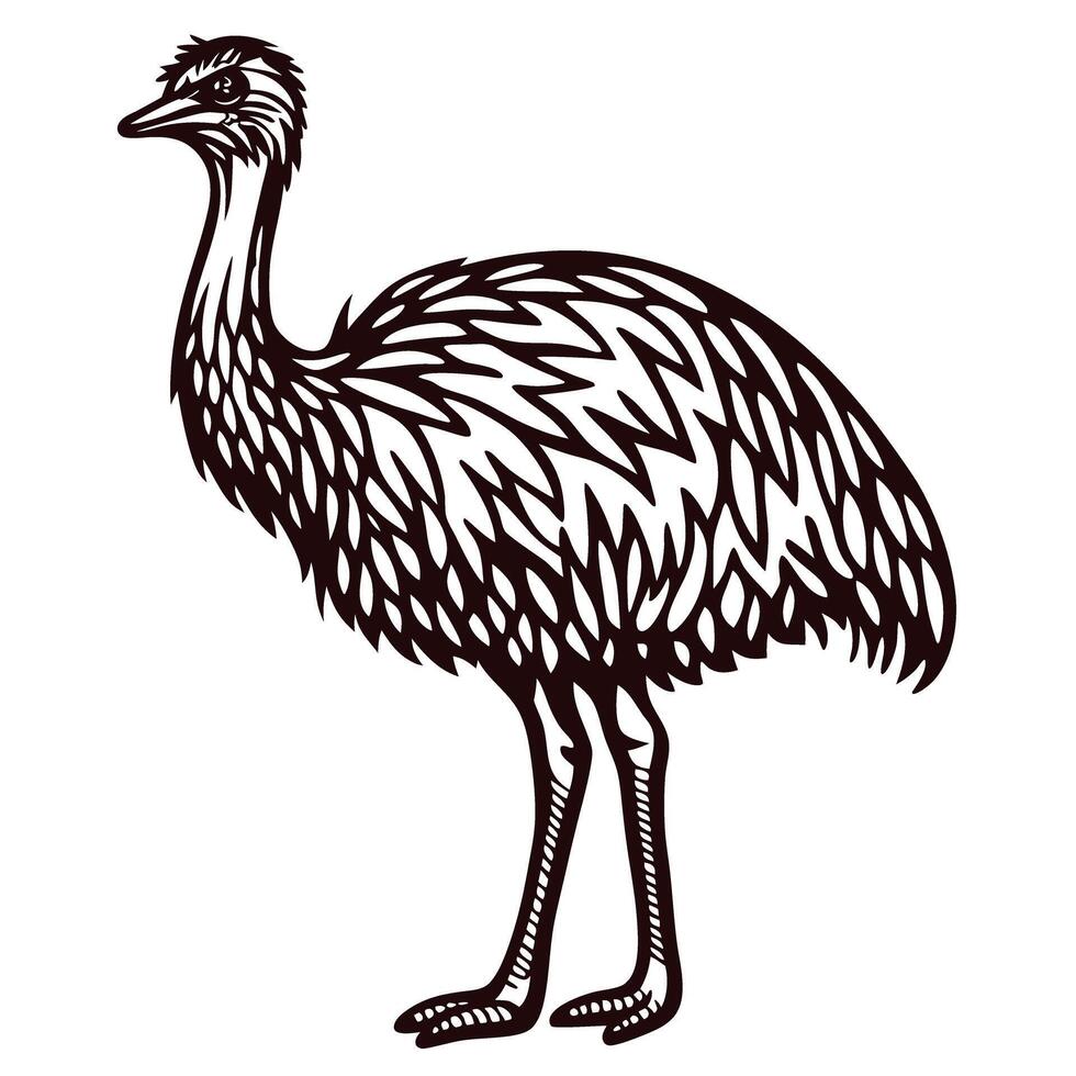 Hand drawn illustration of an emu bird standing vintage monochrome sketch isolated on white background vector