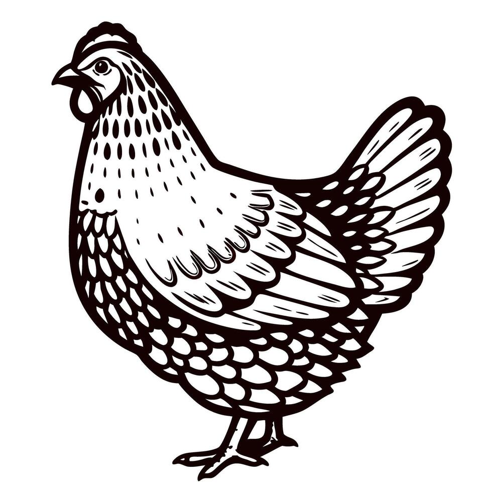 Hand drawn black ink illustration of standing chicken on white background, vintage engraved farm bird sketch vector