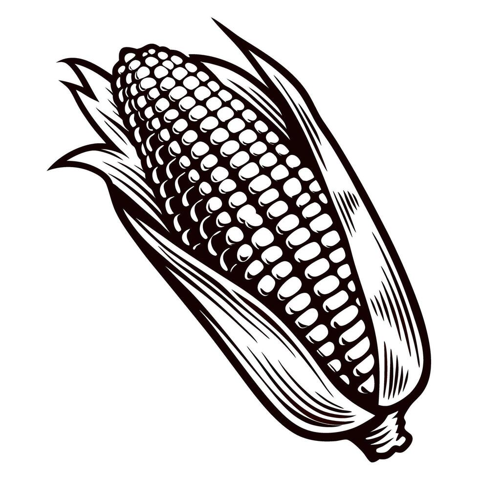 Vintage hand drawn corn cob illustration with detailed husk engraved botanical sketch isolated on white background vector