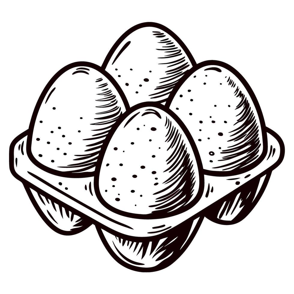 Hand drawn illustration of four eggs in carton vintage engraved sketch isolated on white background vector