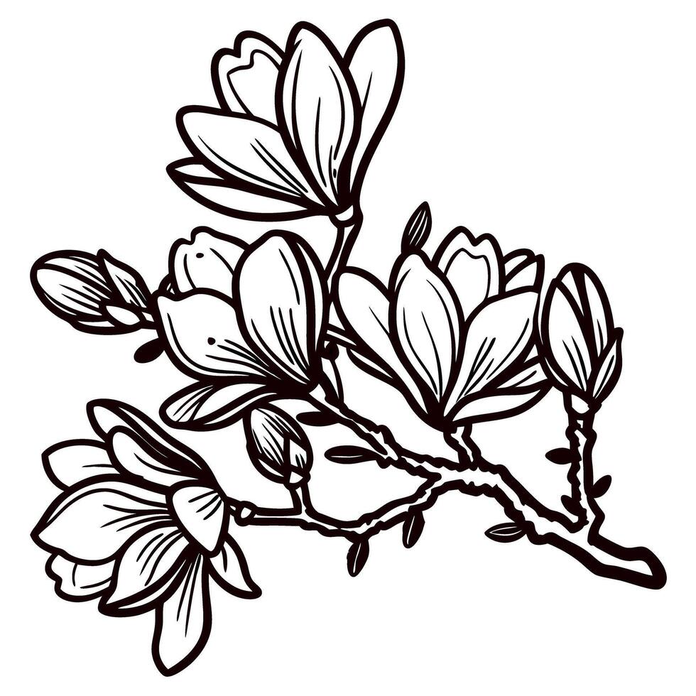 Hand drawn magnolia flower branch with blooming buds and leaves in vintage engraving botanical illustration vector