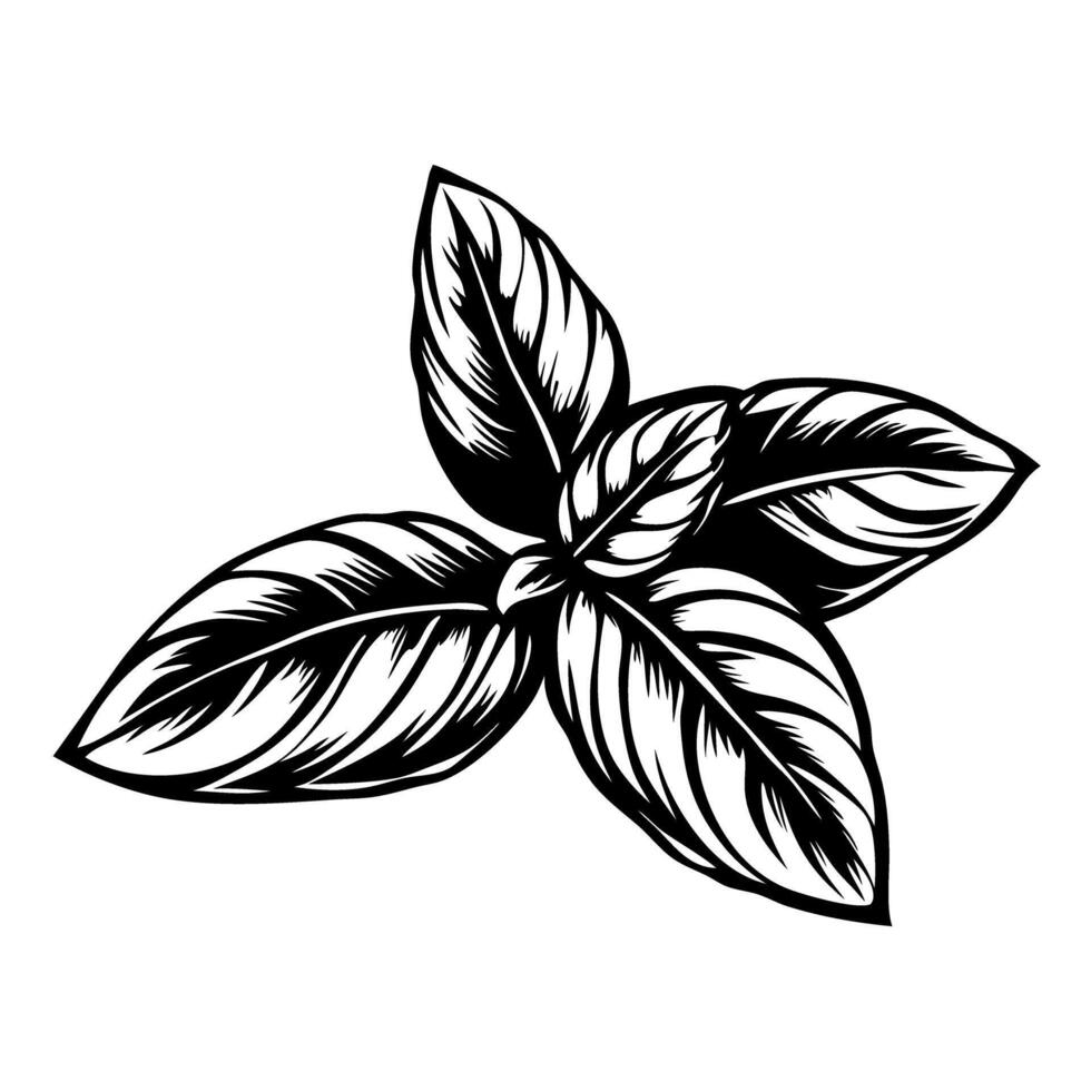 Hand drawn basil leaves illustration in vintage engraving isolated on white background vector