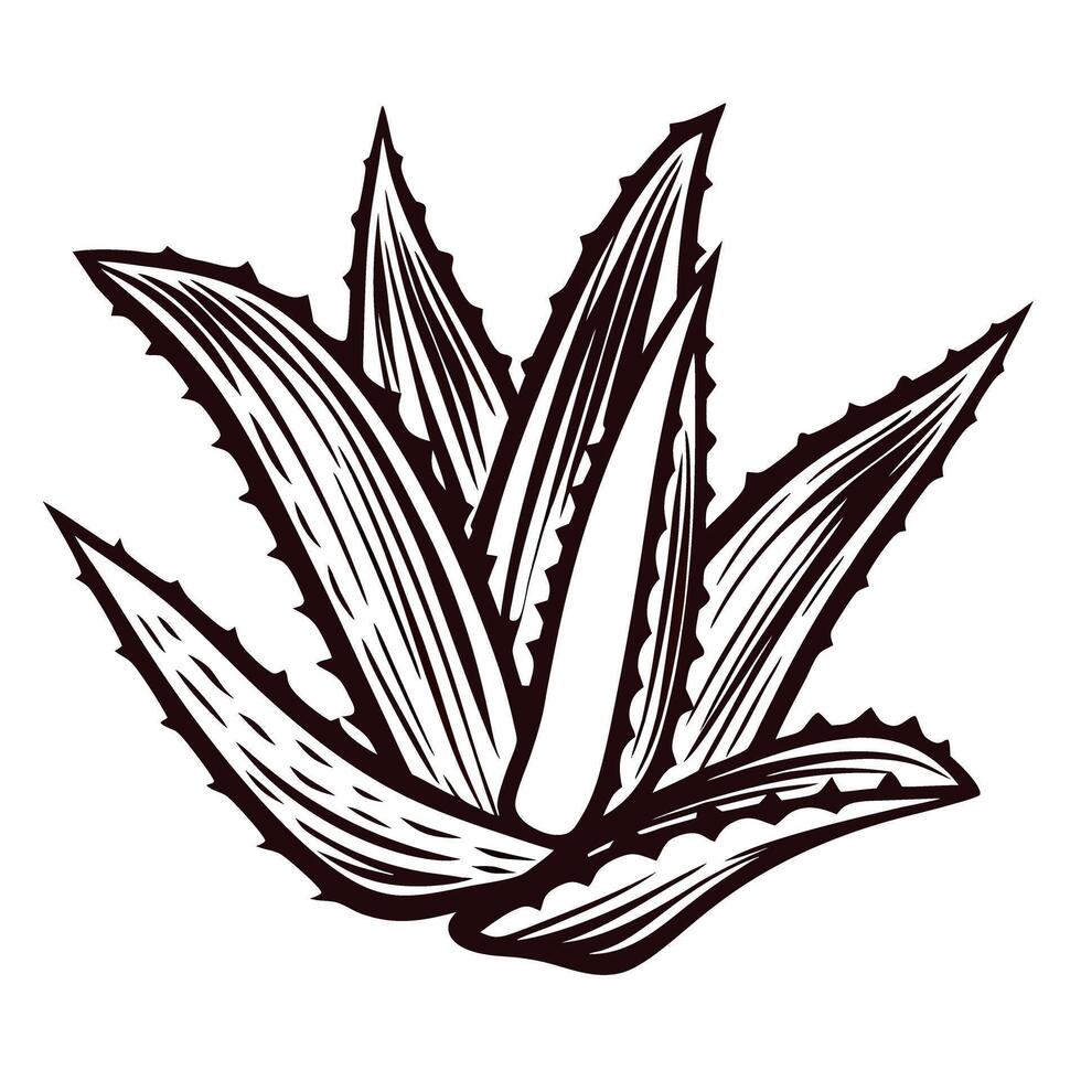 Detailed hand drawn illustration of agave plant with sharp pointed leaves isolated on white background vector