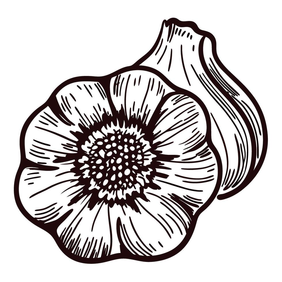 Hand drawn garlic bulb and clove isolated on white background illustration vintage botanical engraving vector