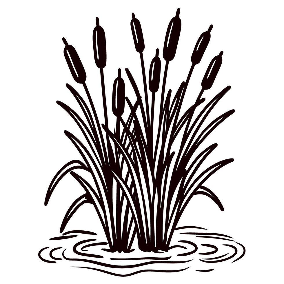Black and white sketch of cattail reeds growing in water with ripples, detailed grass bundle illustration vector