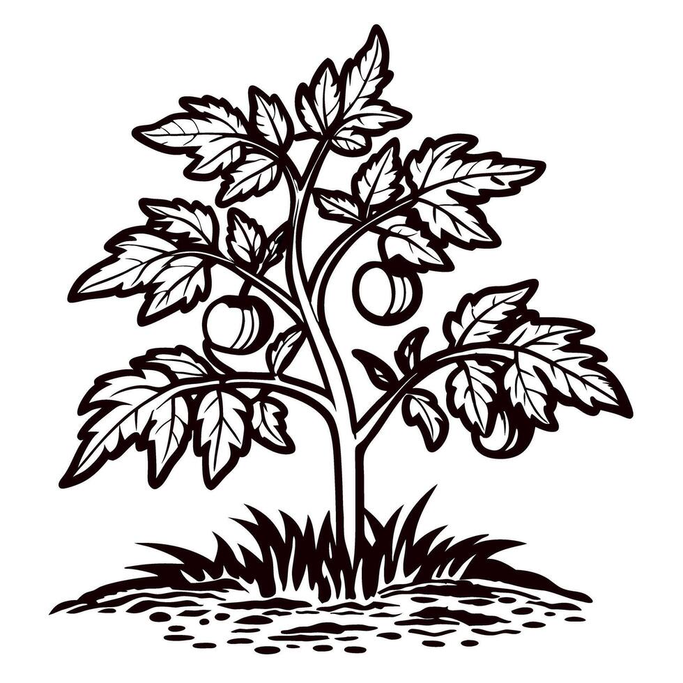 Hand drawn tomato plant with fruit and leaves isolated on white vintage engraved botanical illustration vector