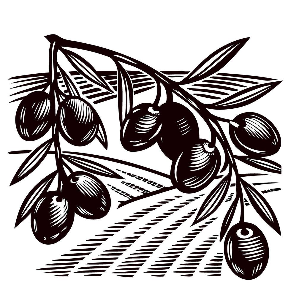 Vintage engraved olive branch with leaves and fruits, hand drawn in retro on white background vector