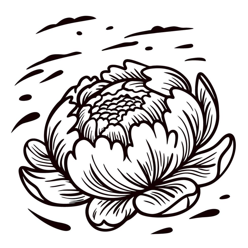 Detailed peony flower blossom sketch in vintage hand drawn engraving isolated on white background vector