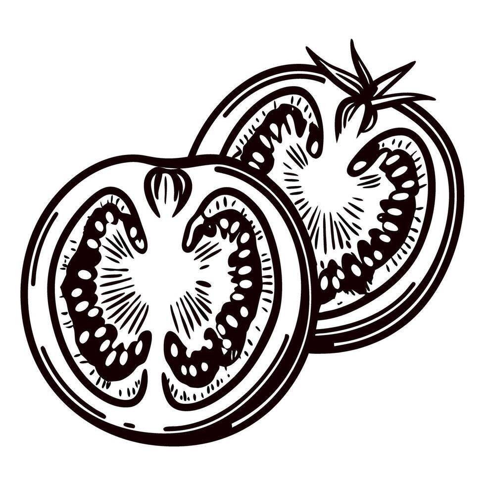 Hand drawn tomato slice illustration with seeds and inner details in vintage engraved on white background vector