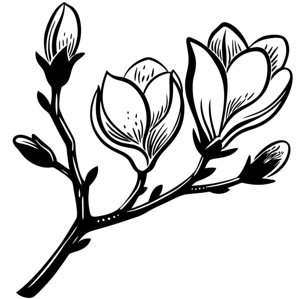 Hand drawn magnolia flower branch isolated on white background vintage botanical floral illustration vector