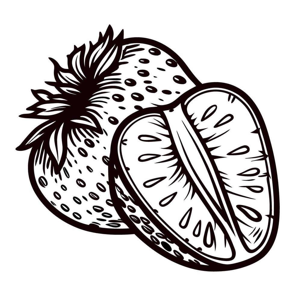 Hand drawn illustration of whole and half strawberry with detailed seeds and leaves in vintage engraved vector